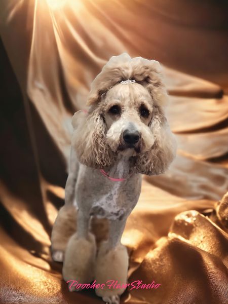 Professional groomer brushing a golden doodle.