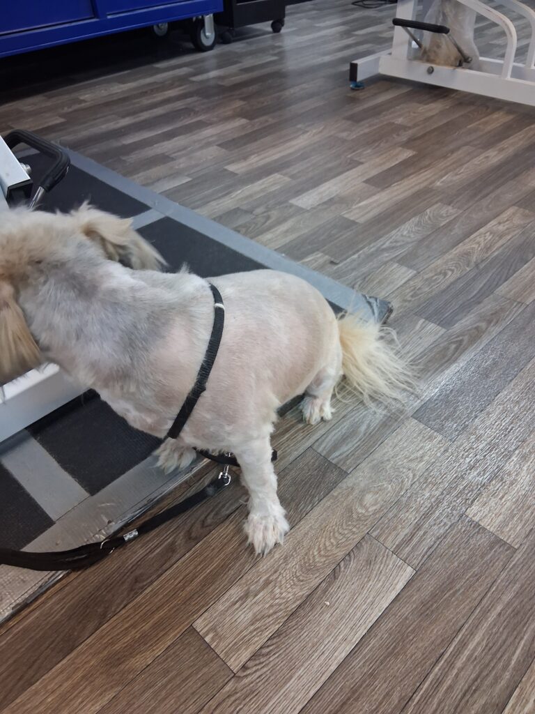 Clean and healthy skin after a humane shave-down
Comfortable and pain-free dog after matted coat removal
Same dog from image above, now shaved and relieved from matting