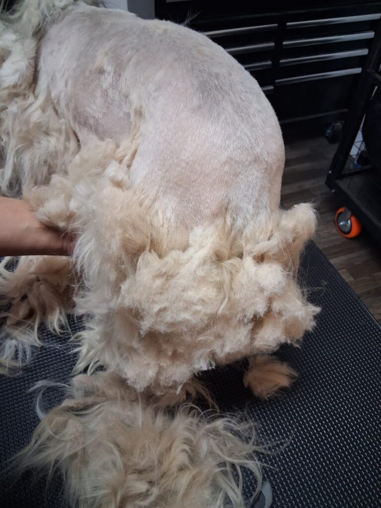 Severely matted dog hair before grooming
Dense mats close to the skin on a dog
Severely matted coat requiring a complete shave