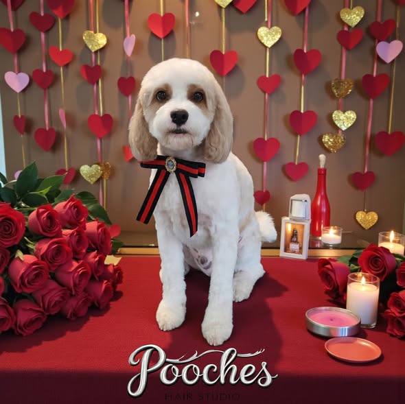 A cute Cockapoo dog with a fluffy Teddy Bear cut wearing a red and black bowtie, posing in a Valentine's Day themed photo zone at Pooches Hair Studio in Edmond, OK.