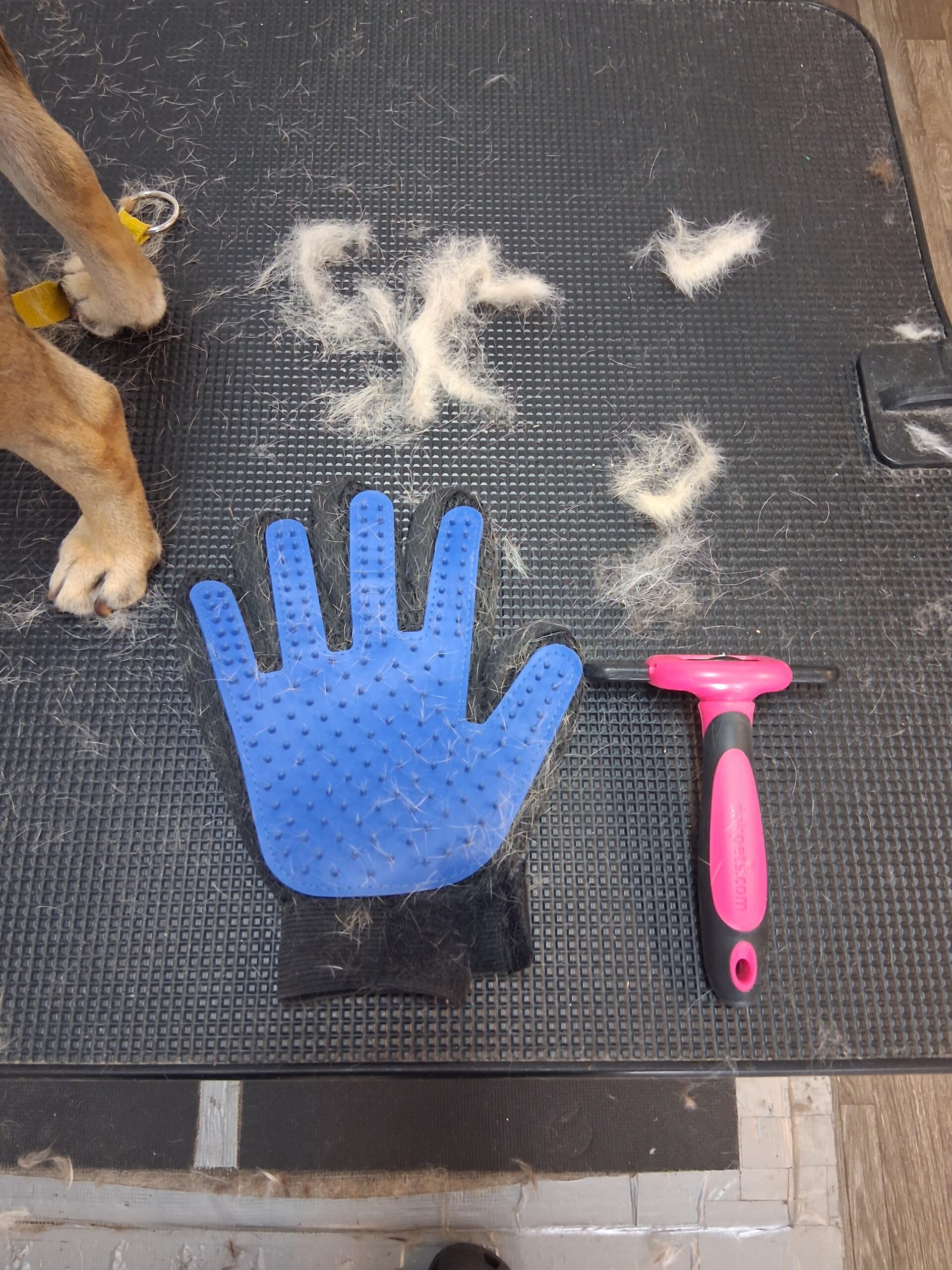 Professional dog deshedding results for a Pug using a deshedding tool
