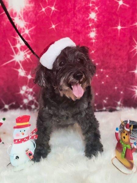 Professional Senior Dog Grooming at Pooches Hair Studio