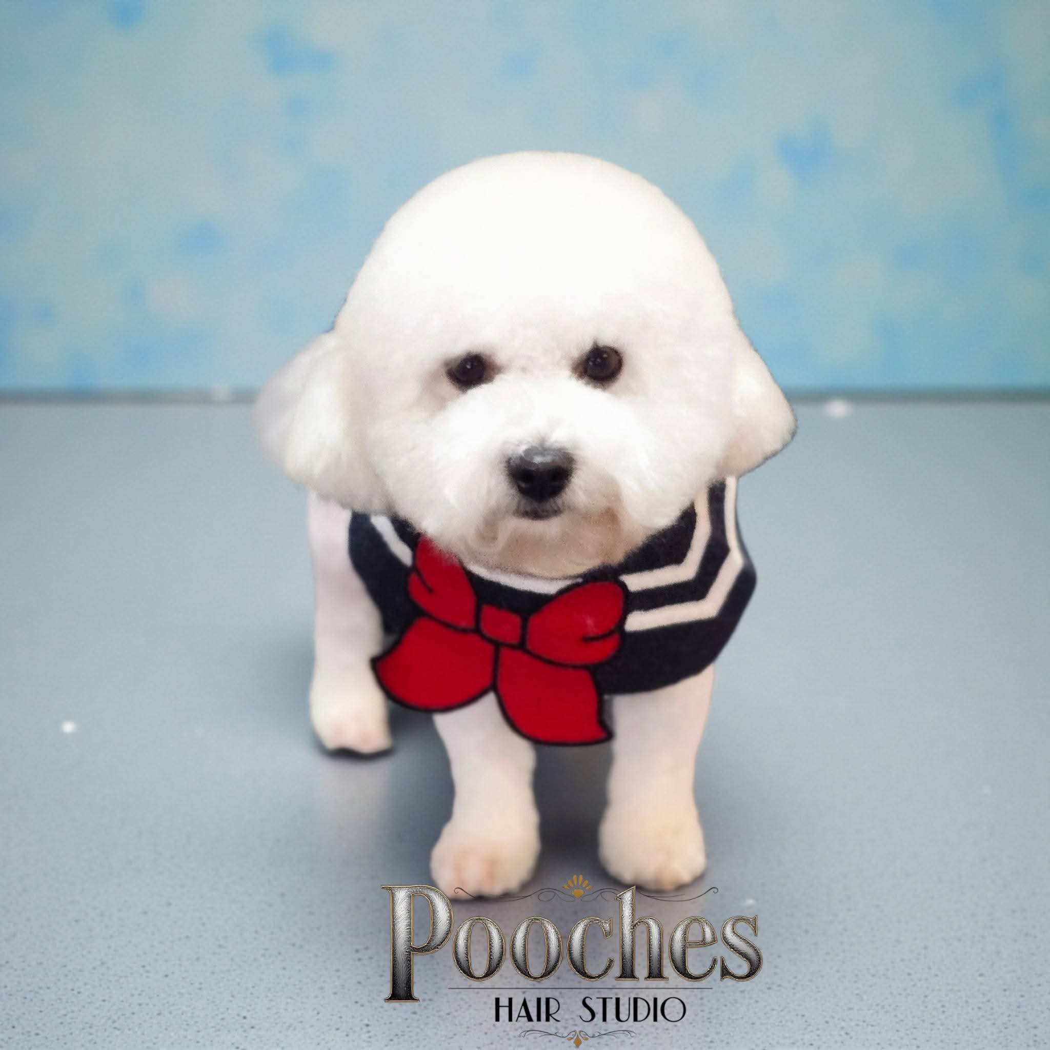 Bichon Frise transformation before and after at Pooches Hair Studio