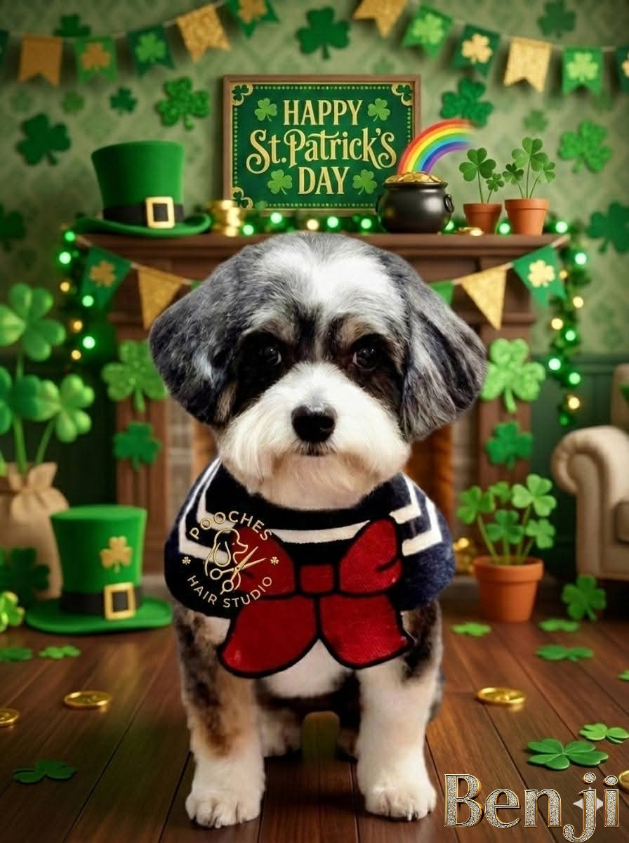 Dog Styling Theme Grooming Collection Benji