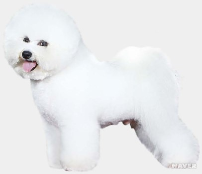 A professionally groomed Bichon Frise showing off a pristine Teddy Bear Cut, one of the most popular low-maintenance Bichon Frise Grooming Styles.
