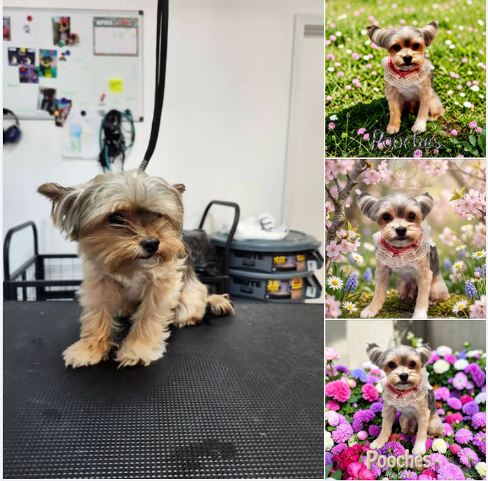 A before and after professional grooming transformation of a Yorkshire Terrier with sensitive skin using the best hypoallergenic dog shampoo for Yorkies.