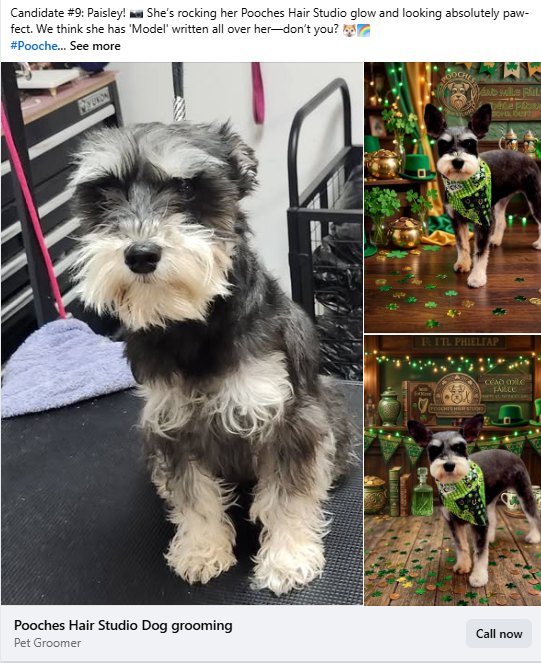 A side-by-side comparison of a Schnauzer named Paisley before and after professional grooming, highlighting the dog skin and coat health guide results.